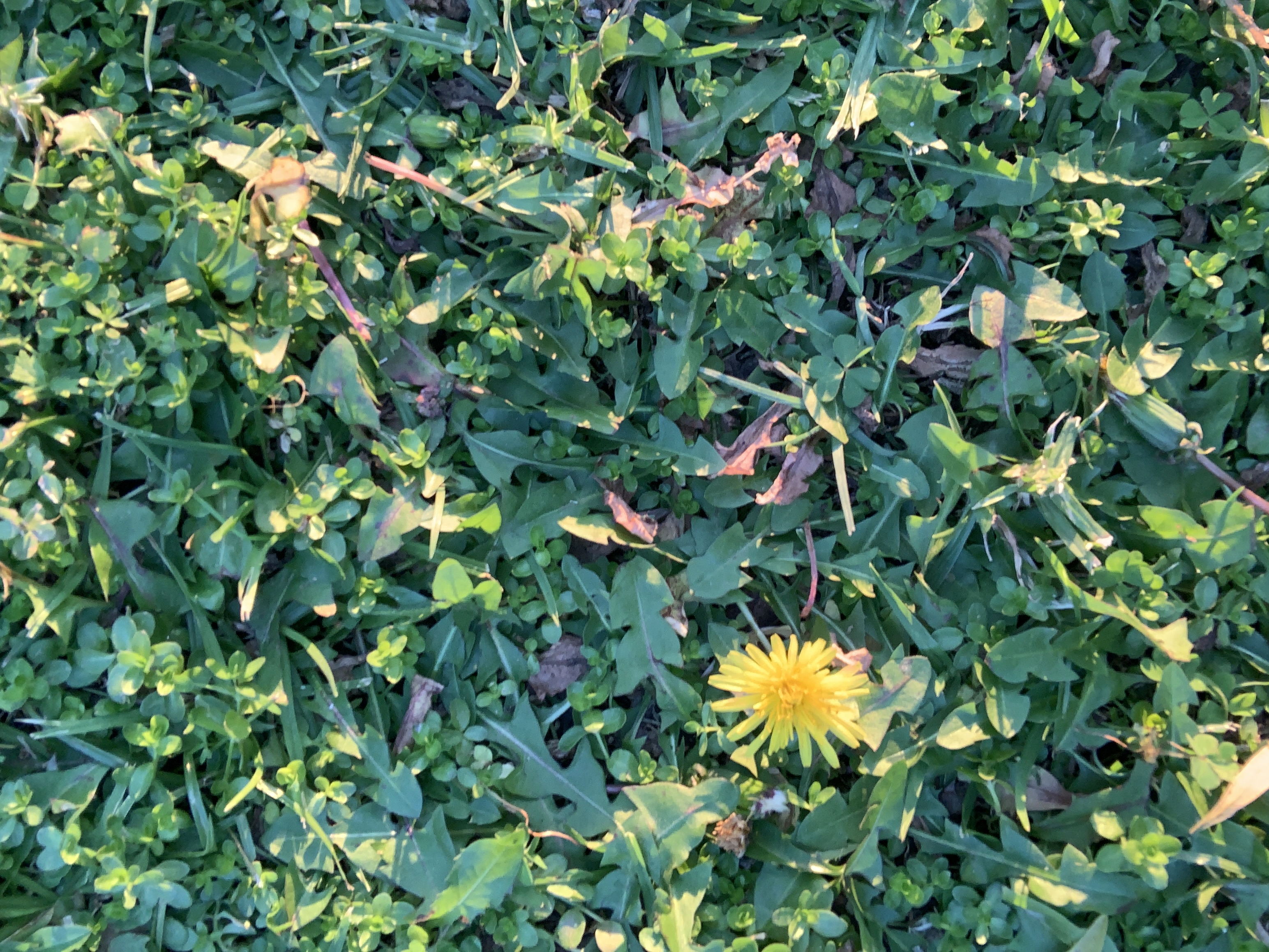 Dandelion leaves